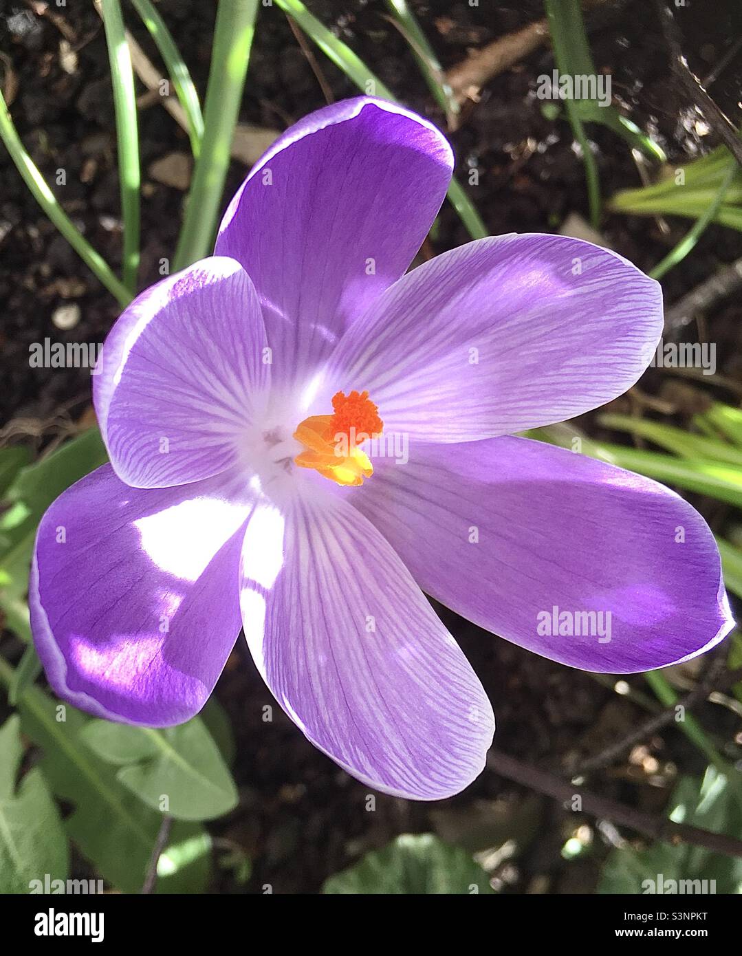 Crocus, purple, spring, beauty, life, joy, love , nature Stock Photo