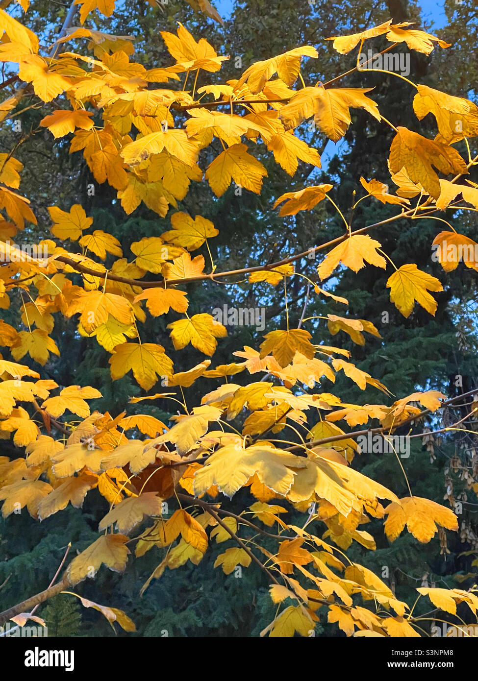 Autumn leaves - Smartphone Captured Stock Image