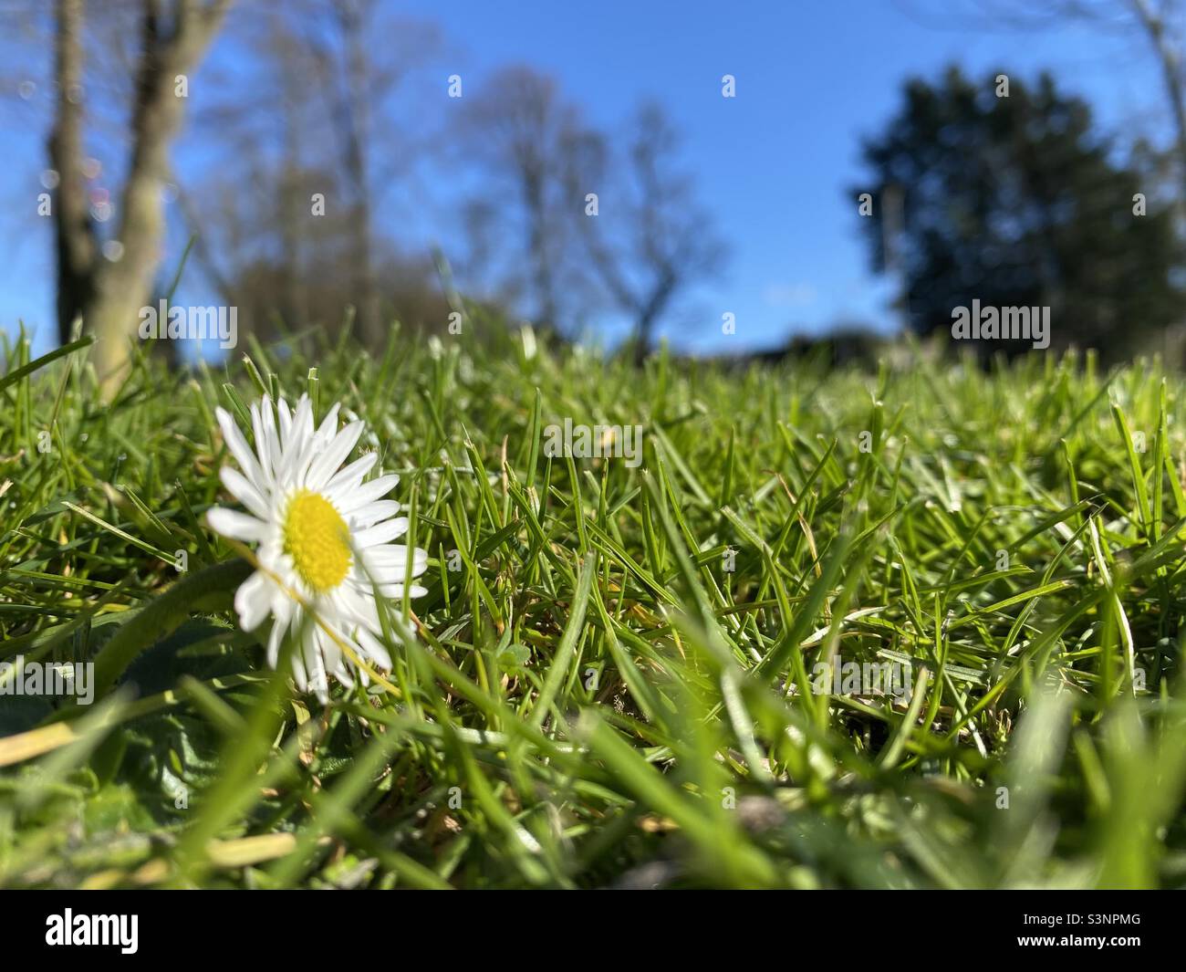 First flower of spring, a daisy reaching for the sun. Stock Photo