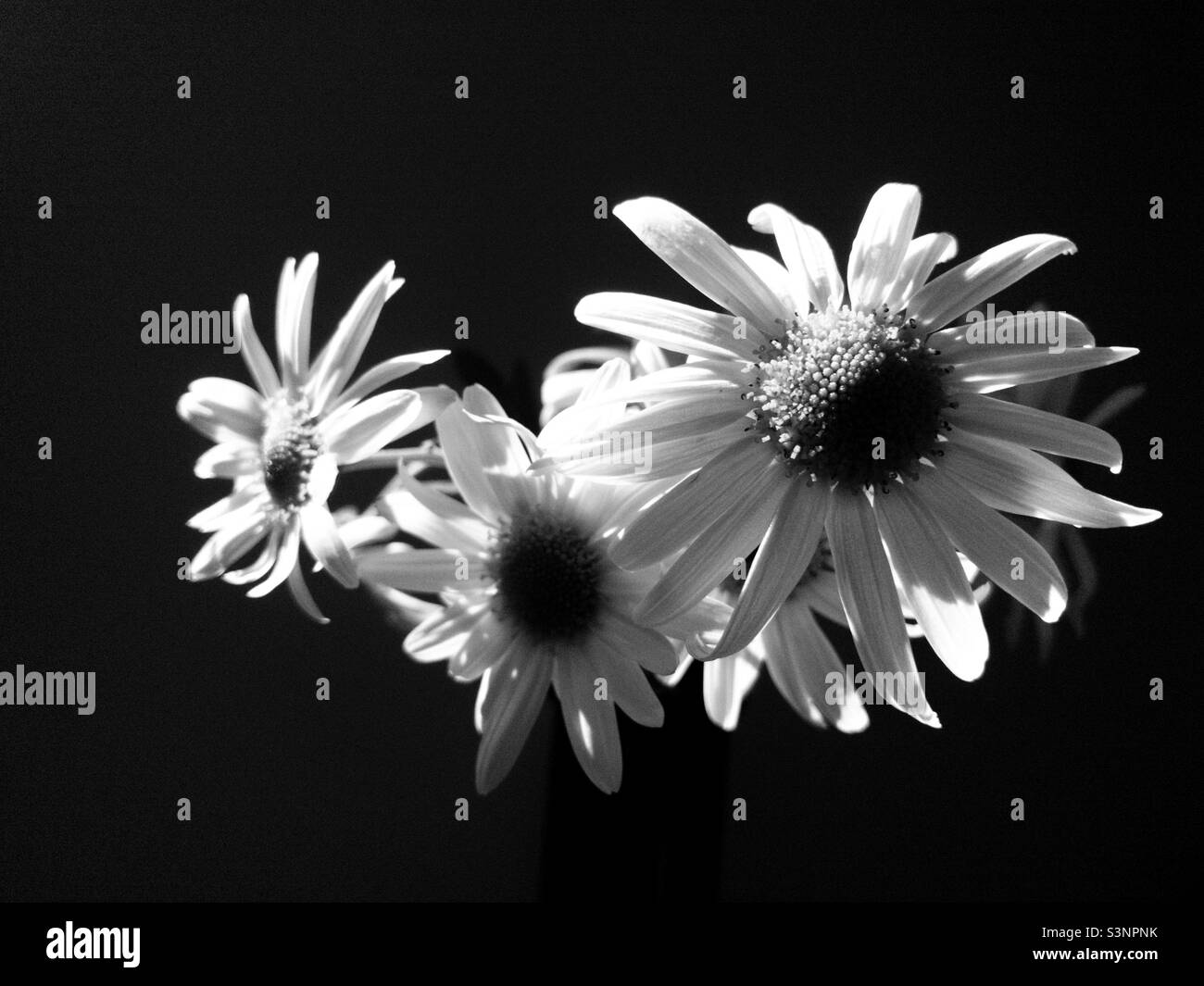 Daisies on black background - Smartphone Captured Stock Image