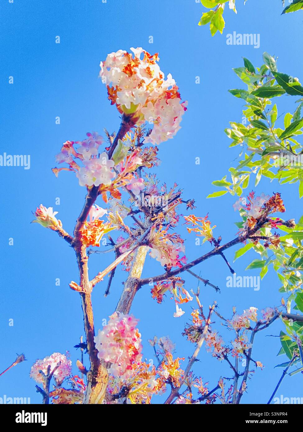 Viburnum blossom. - Smartphone Captured Stock Image