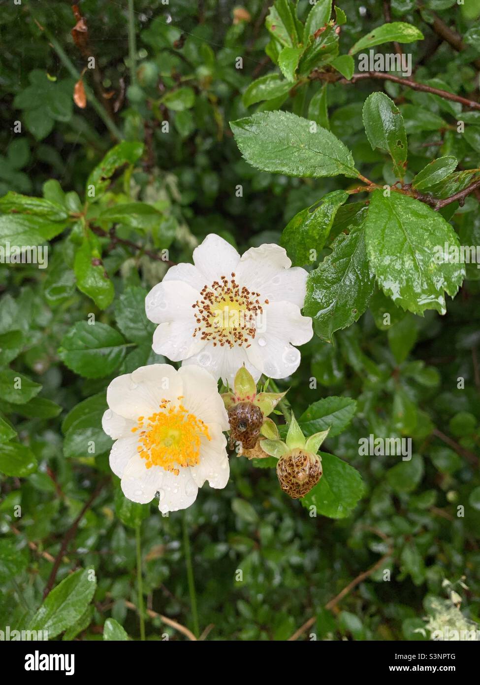 Dog roses in hedgerow Stock Photo - Alamy