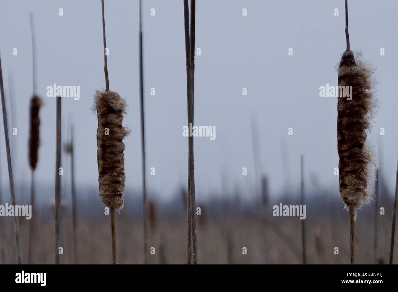 Closeup of winter cattails in the Mer Blue Bog. - Smartphone Captured Stock Image