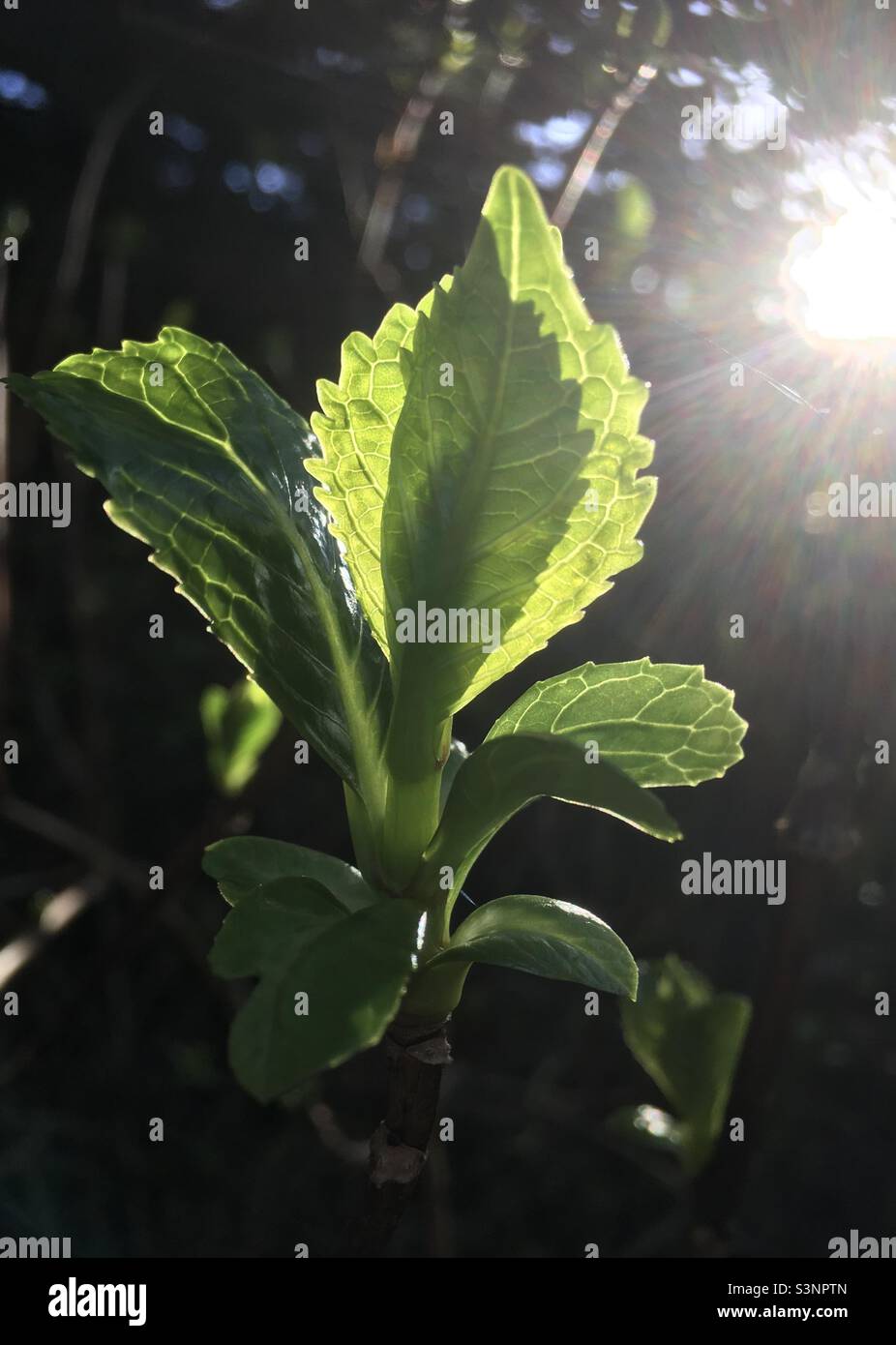 Leaf in sunlight , leaf, sunlight, leaves, green, wood, trees, sun, beauty, nature - Smartphone Captured Stock Image