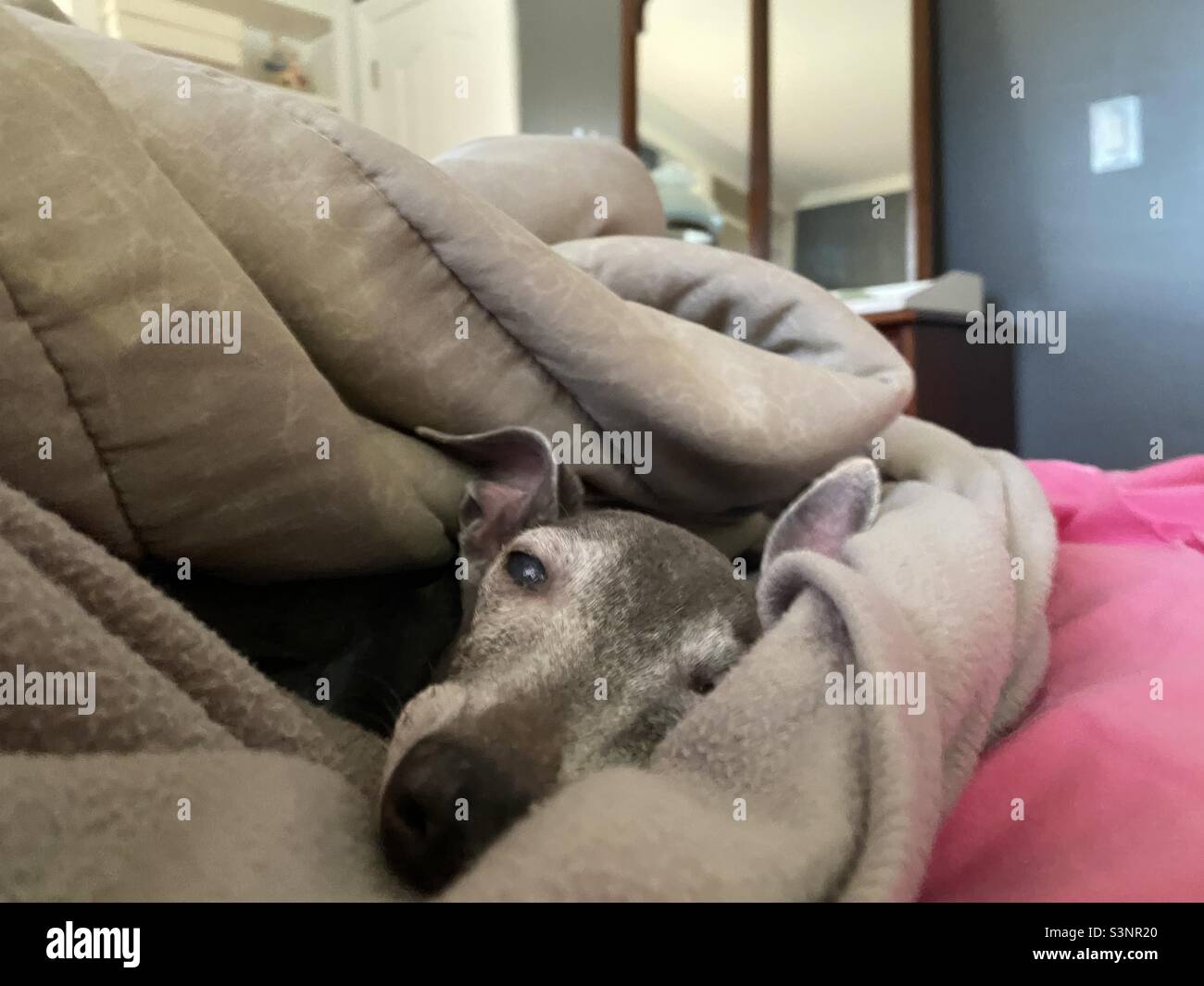 Greyhound blankets hot sale