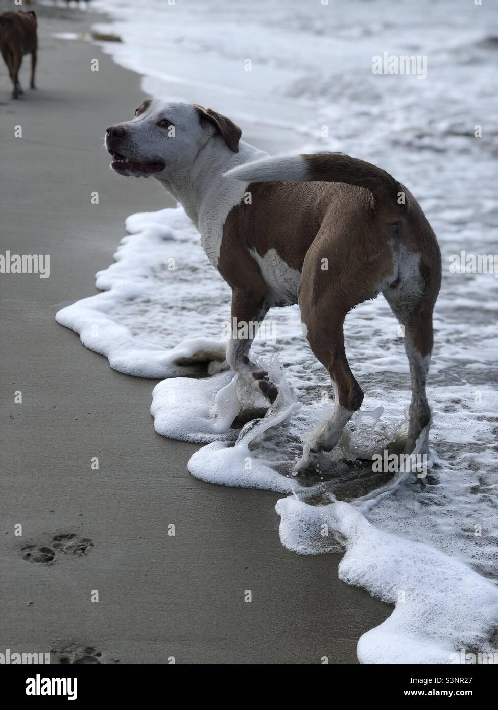 Silly dog on beach Stock Photo