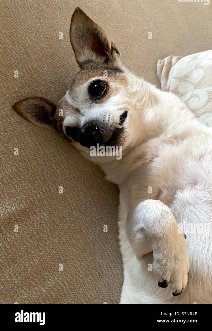 Small tender dog - Smartphone Captured Stock Image