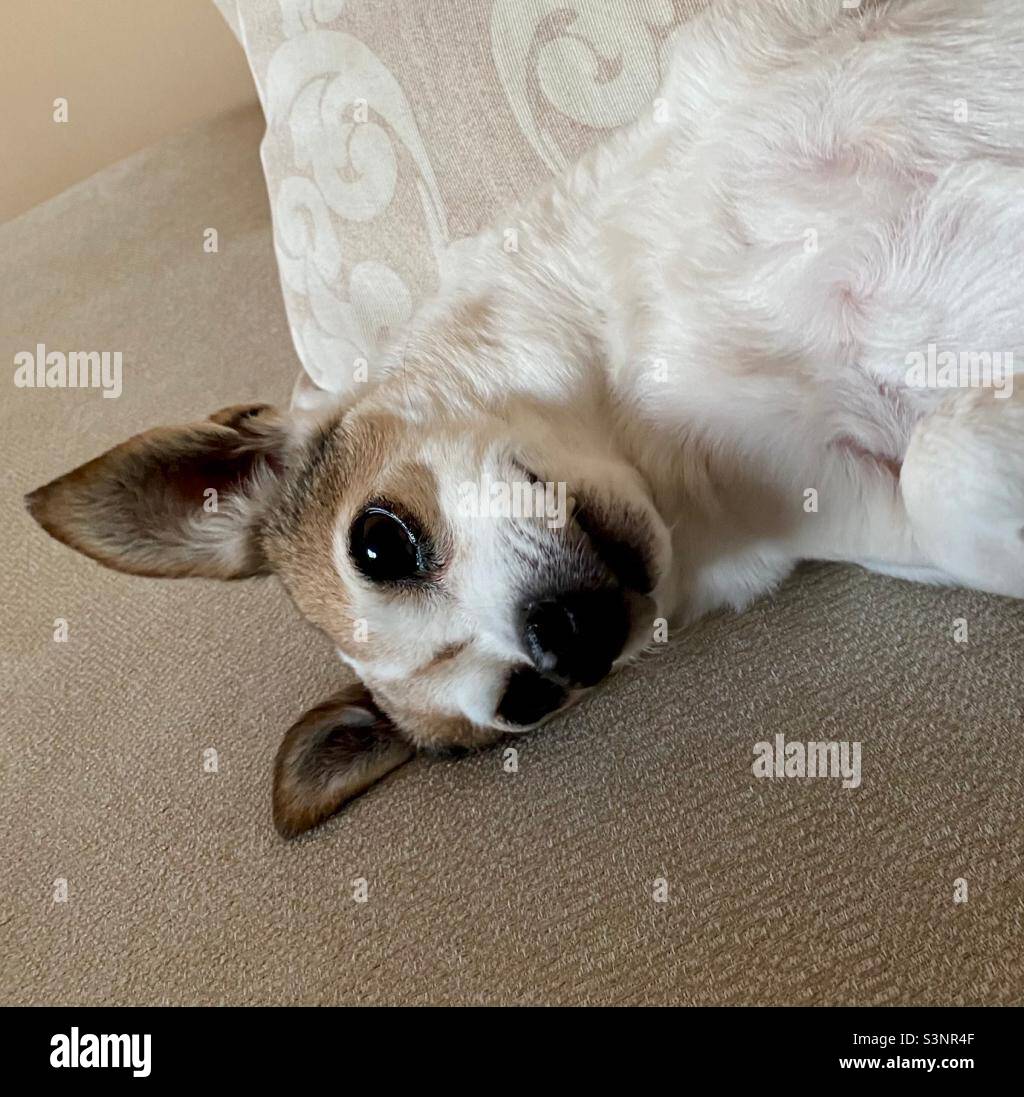 Small mixed race dog - Smartphone Captured Stock Image