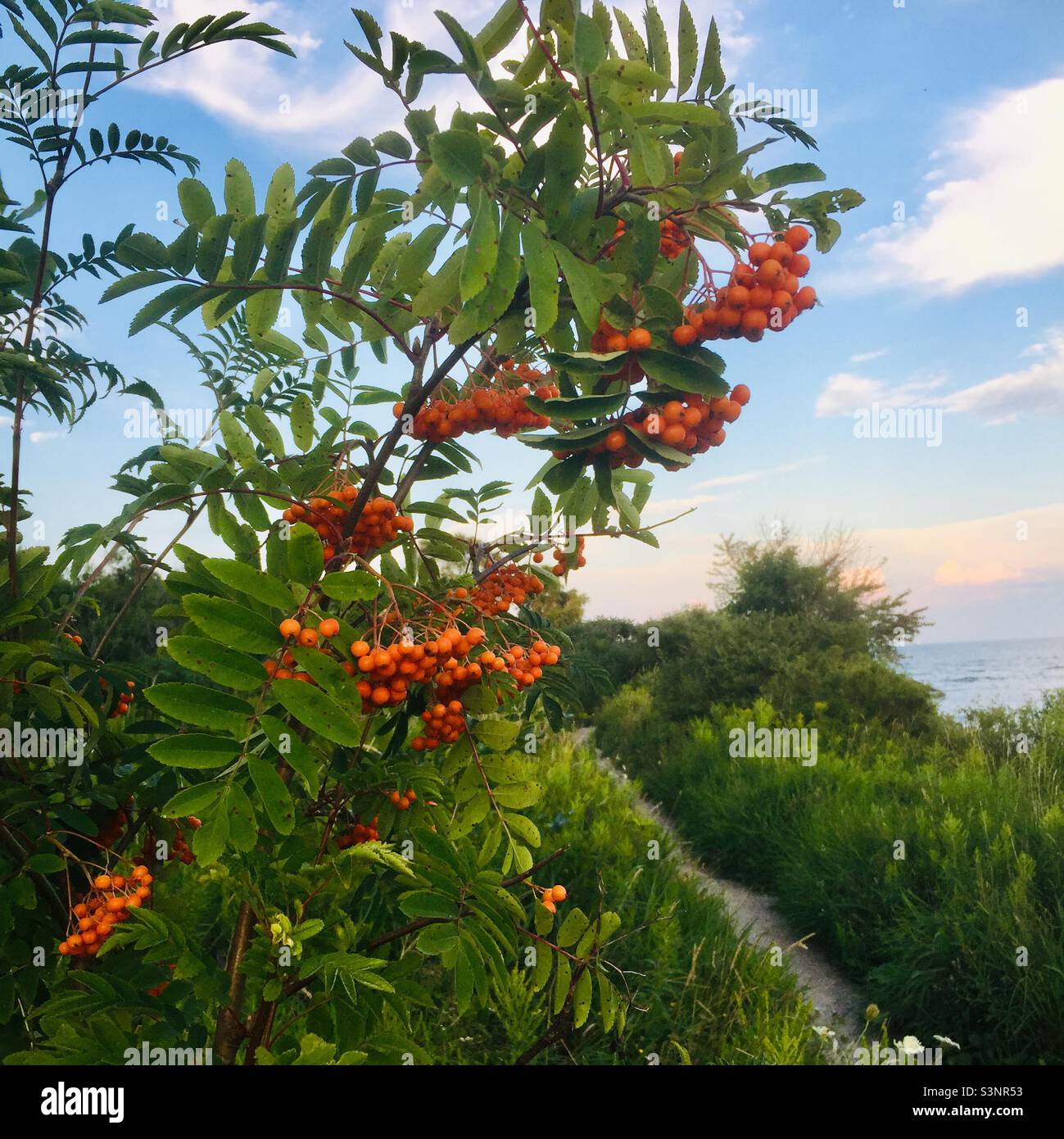 Wild berries by Lake Ontario Stock Photo Alamy