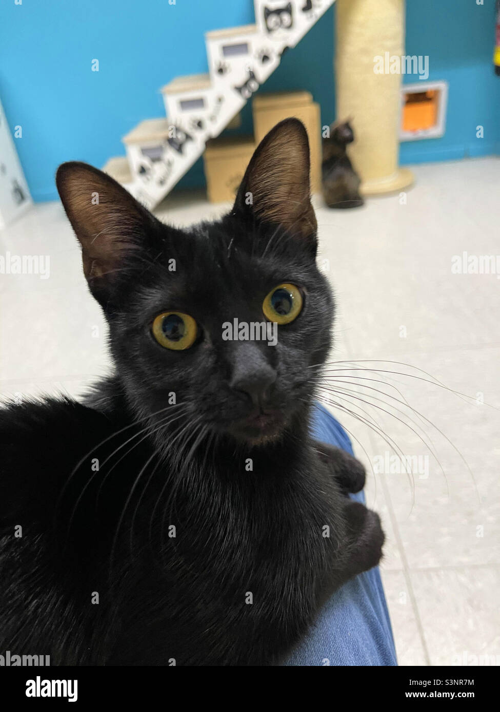 Black cat looking at the camera Stock Photo - Alamy