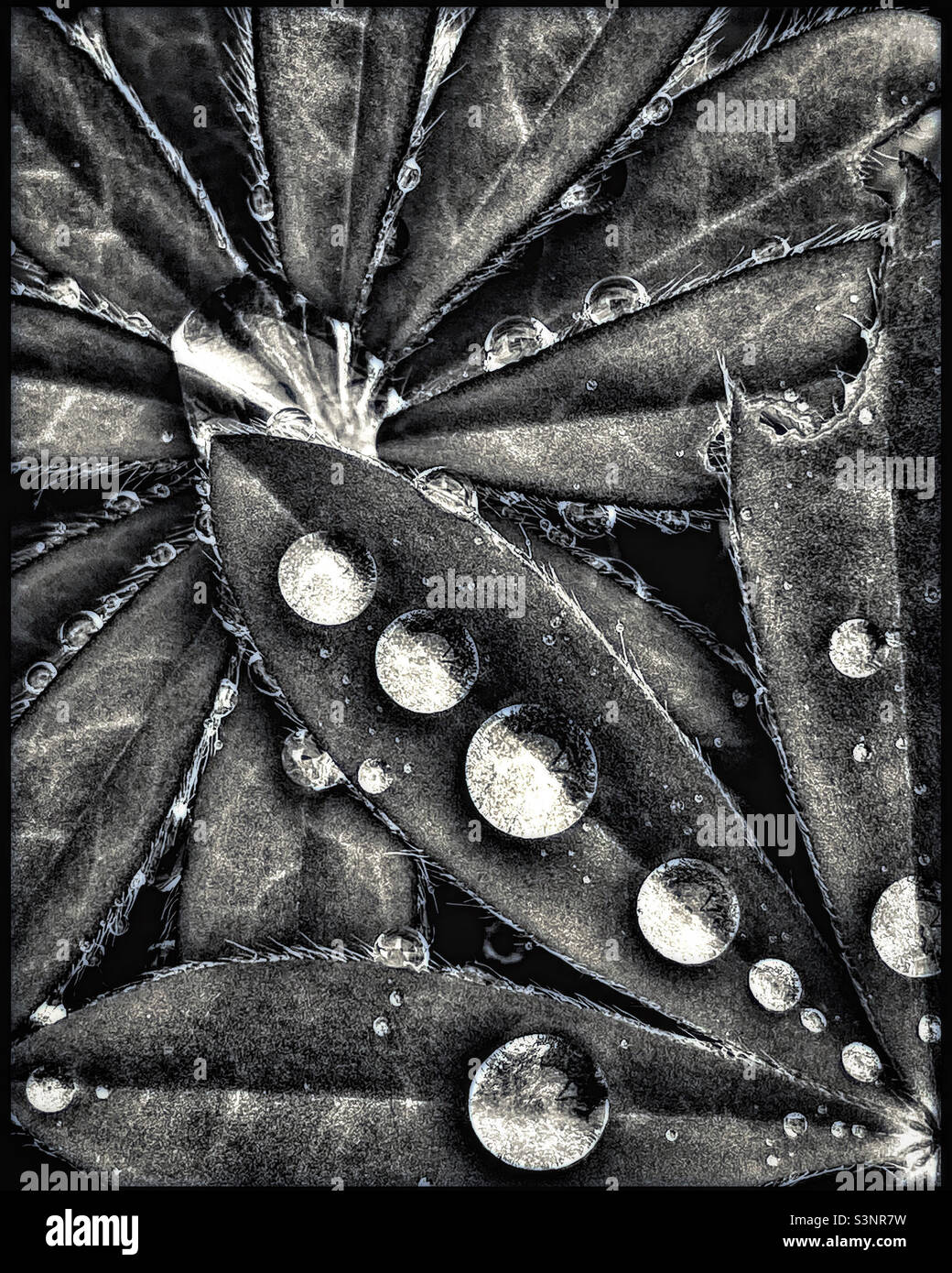 After the rain. - Smartphone Captured Stock Image