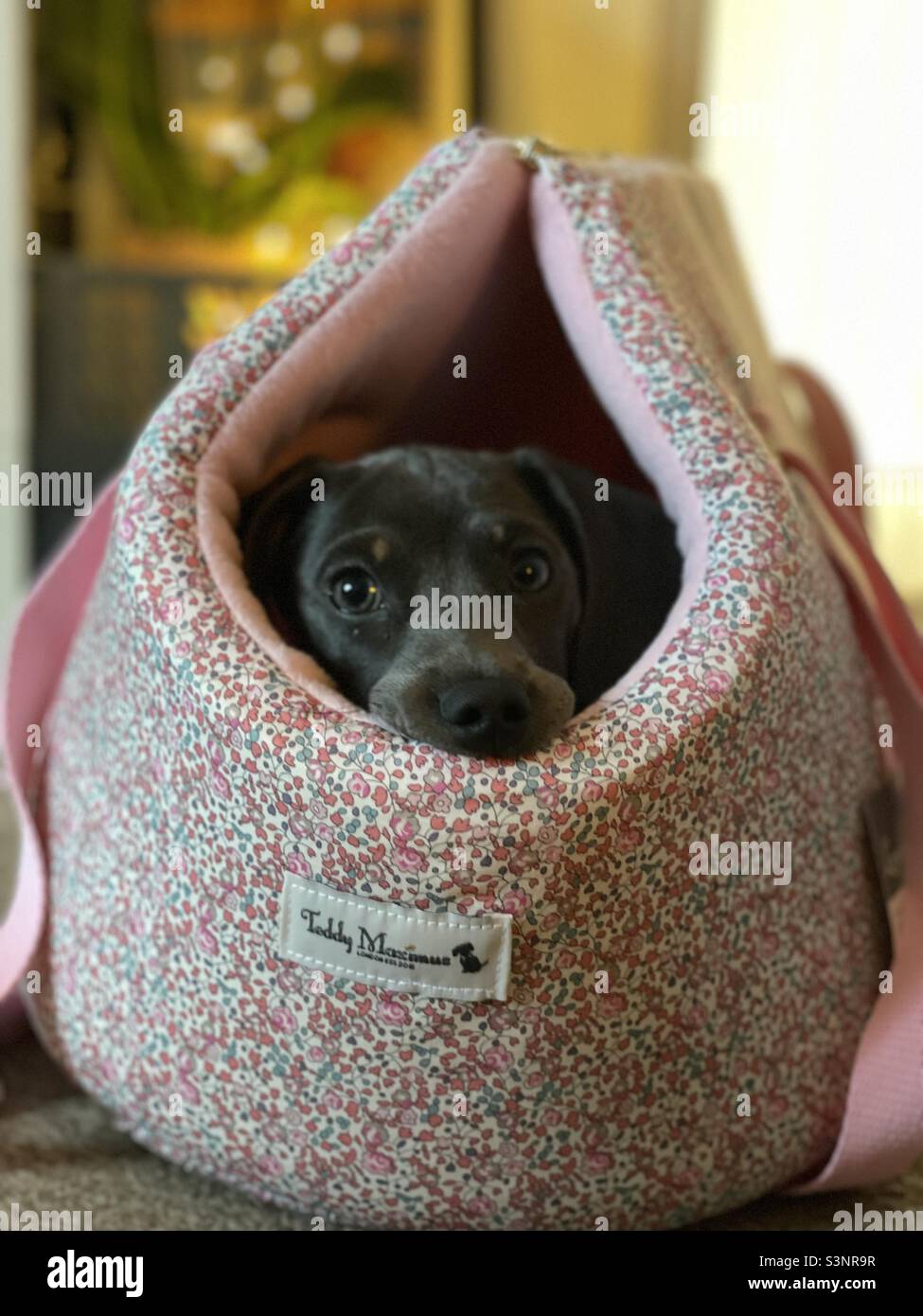 Cute dog in carry bag Billie Reynolds miniature Dachshund puppy dog - Smartphone Captured Stock Image