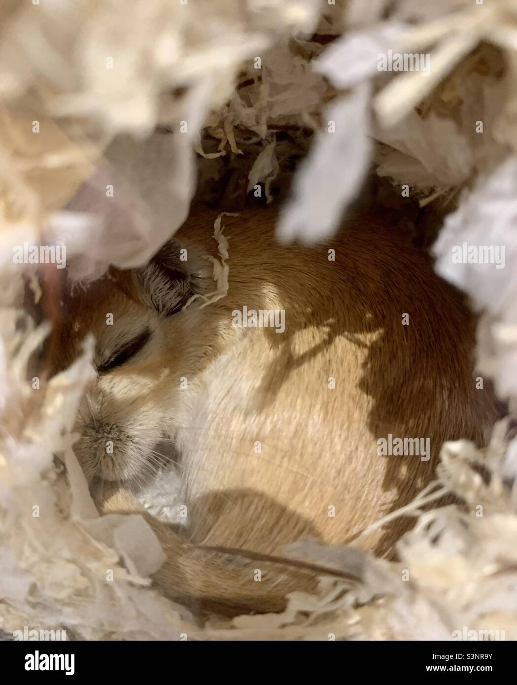 Gerbil sleeping in it’s nest Stock Photo