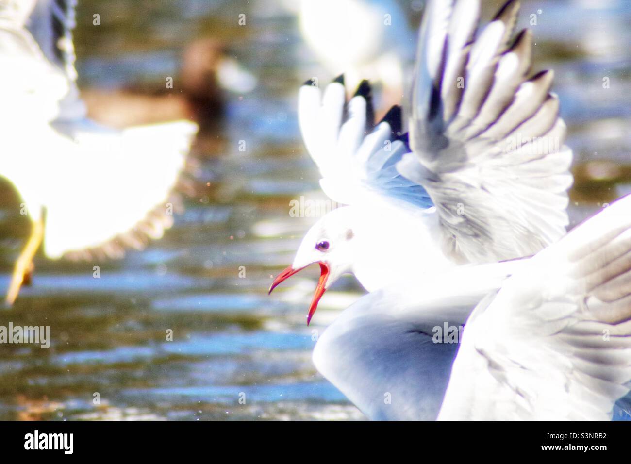 Gull feeding frenzy - Smartphone Captured Stock Image