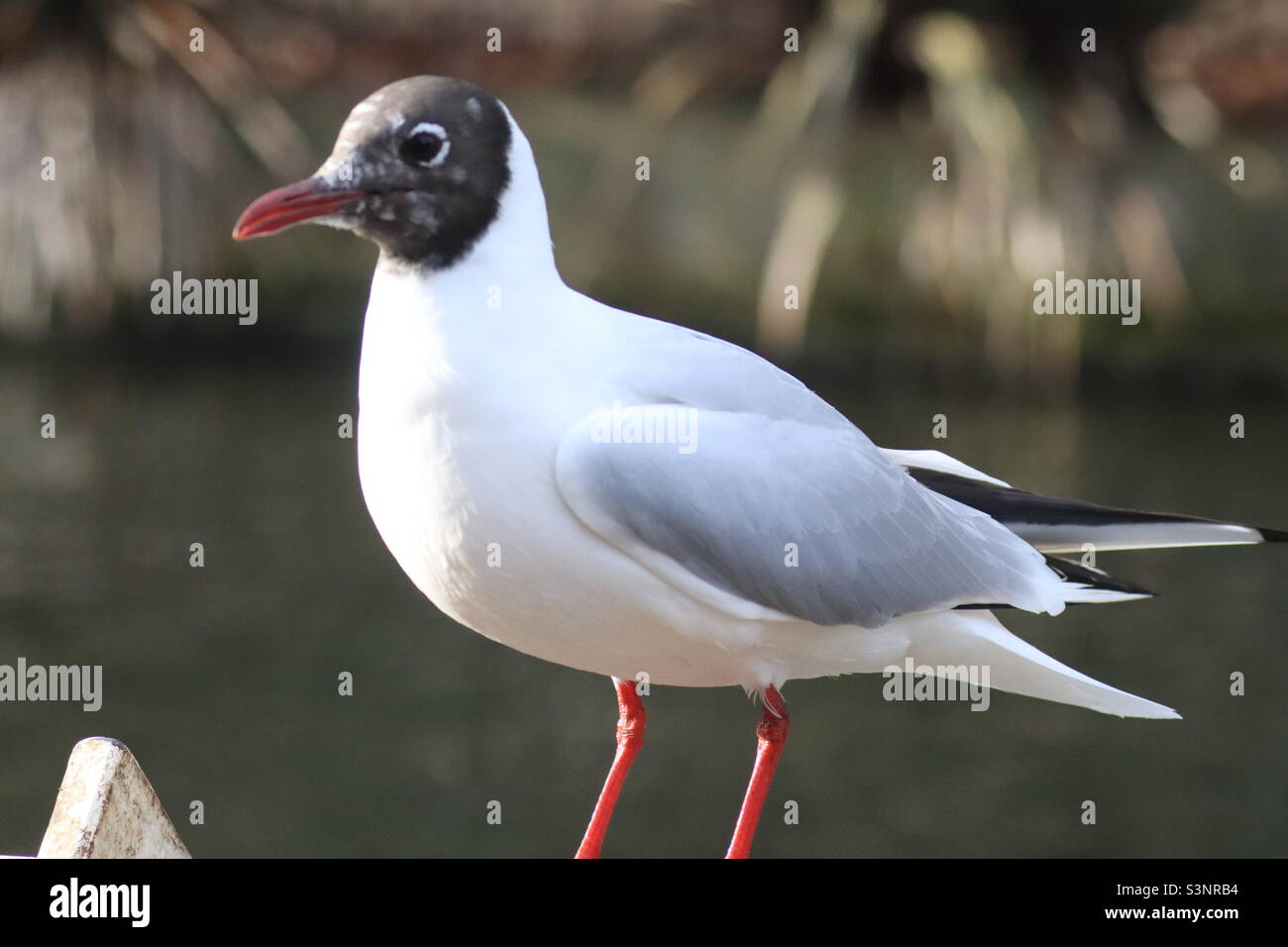 Black headed gull on the river bank - Smartphone Captured Stock Image