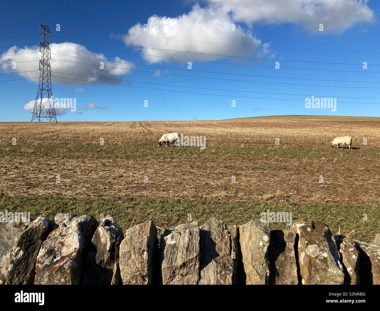 Sheep and electricity pylon in a ploughed field - Smartphone Captured Stock Image