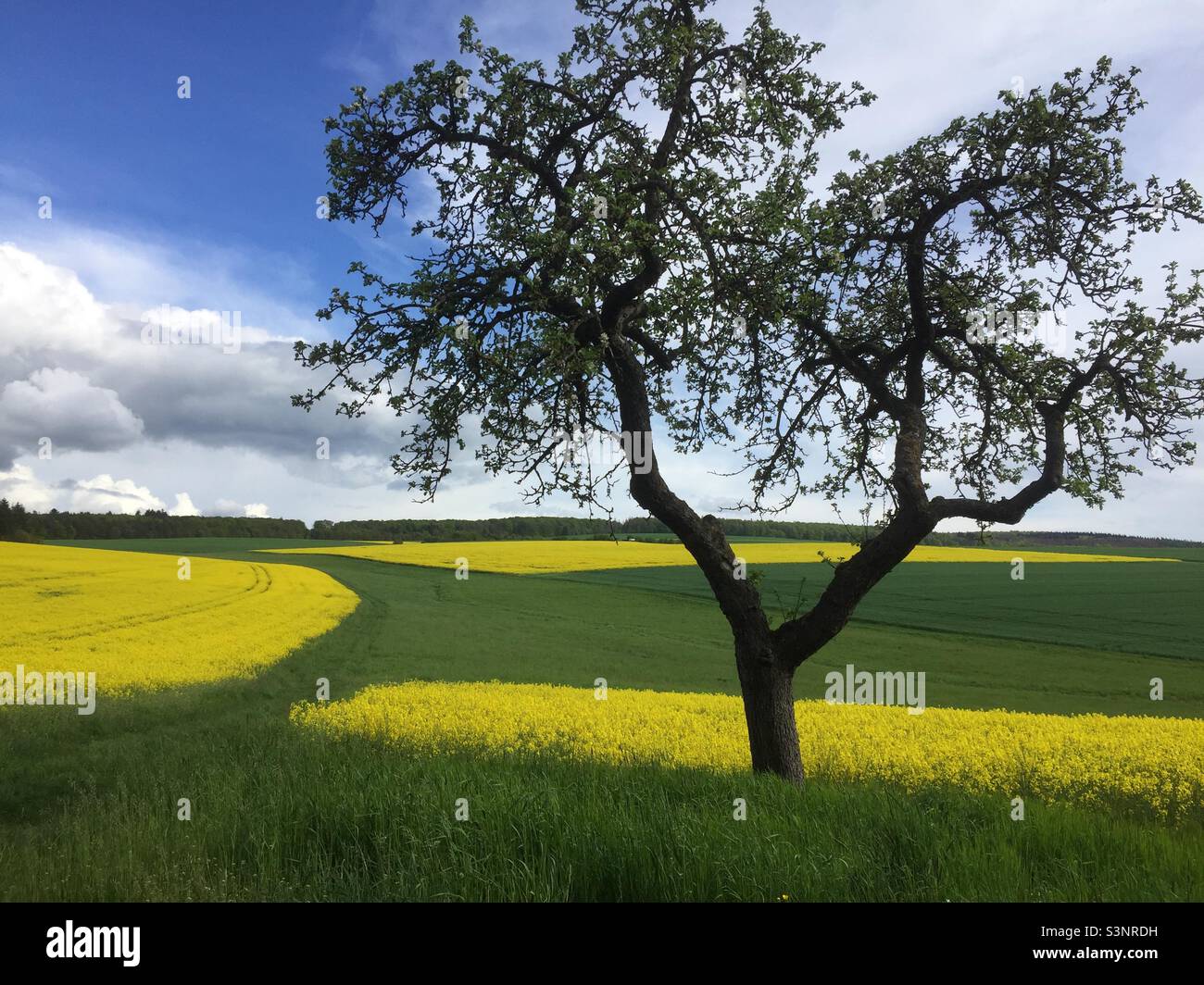 Tree in rapeseed fields Stock Photo