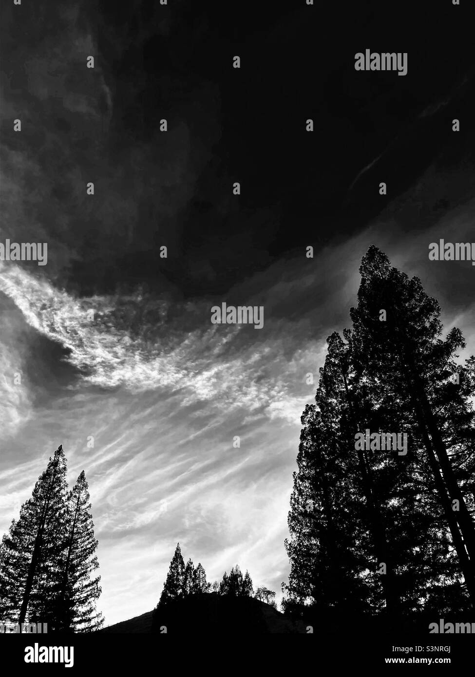 Evening clouds over redwoods, in black and white - Smartphone Captured Stock Image