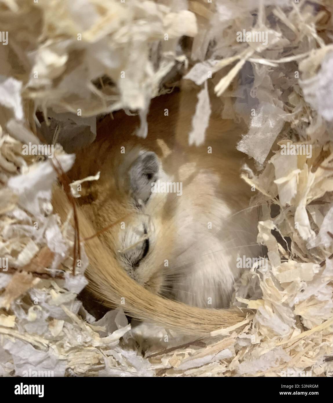 Gerbil curled up asleep in it’s nest Stock Photo
