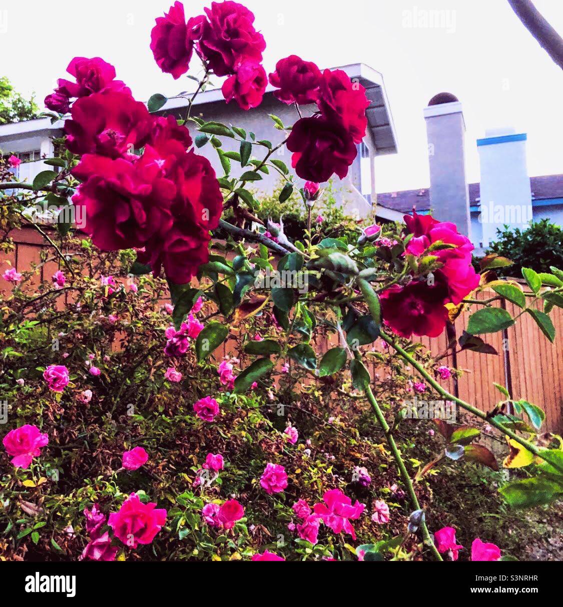 Neighborhood florals in bloom Stock Photo