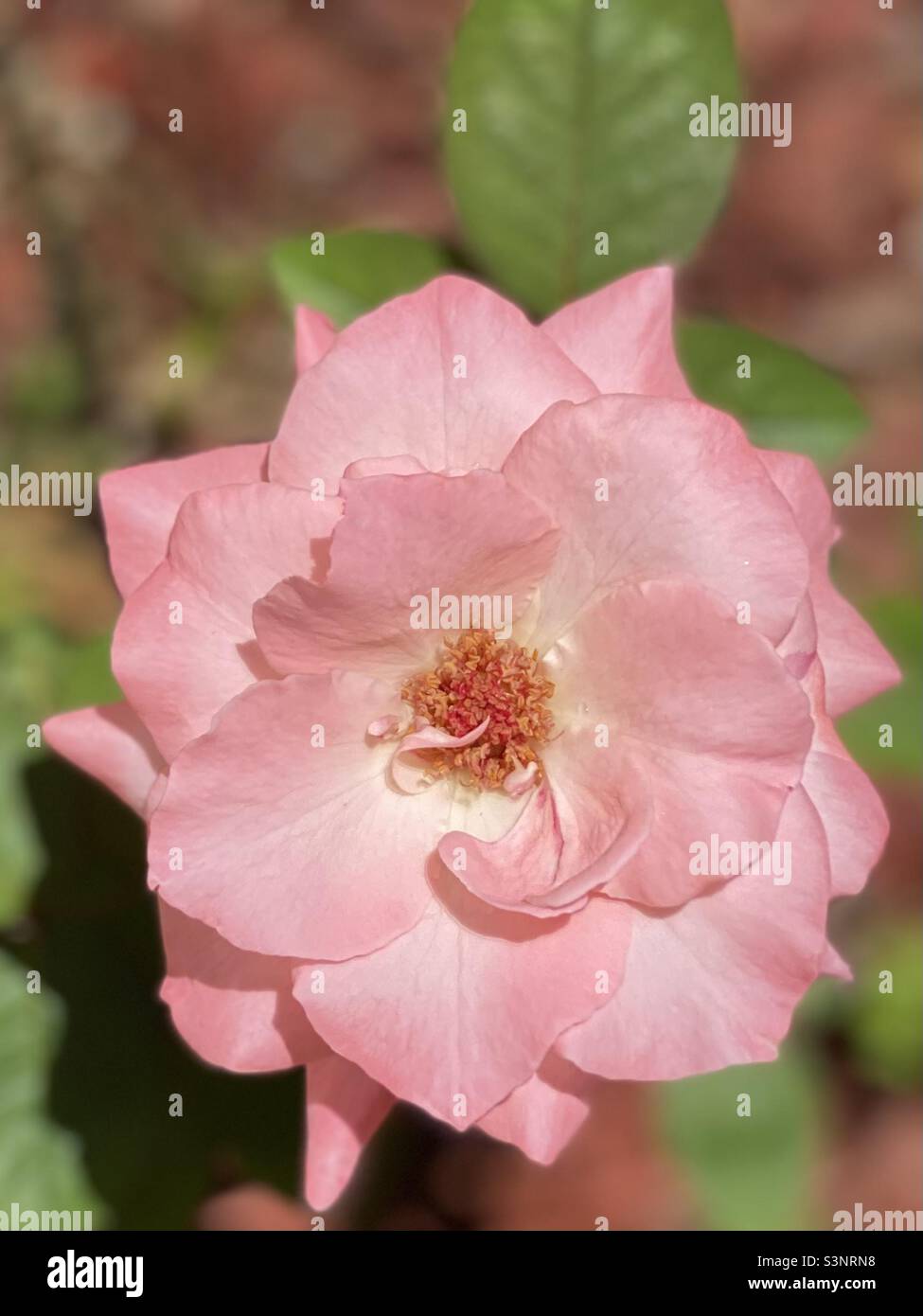 Pretty Pink China Rose Stock Photo Alamy