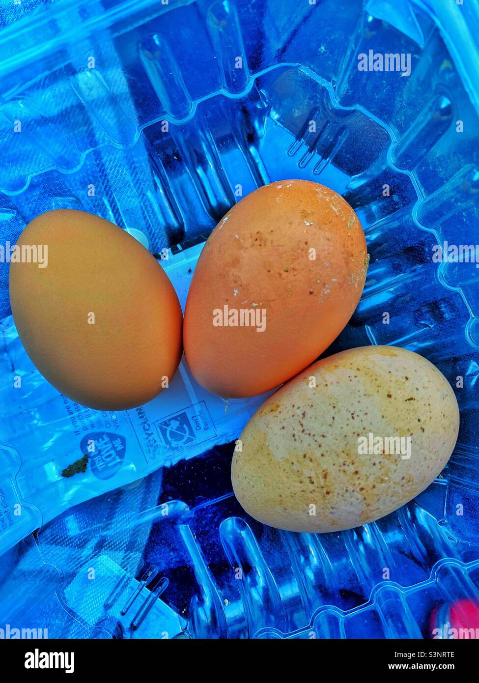 Three fresh chickens eggs in a container Stock Photo