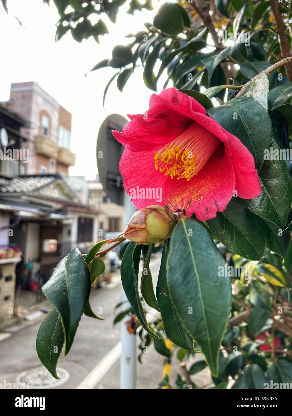 Pink camellia japonica flower in a Tokyo side street Stock Photo Alamy