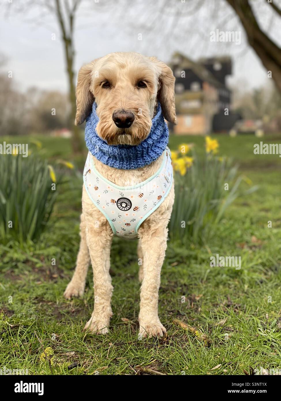 Springtime Buzz Reynolds Daffodils Houghton Mill Cockapoo Dog Stock Photo