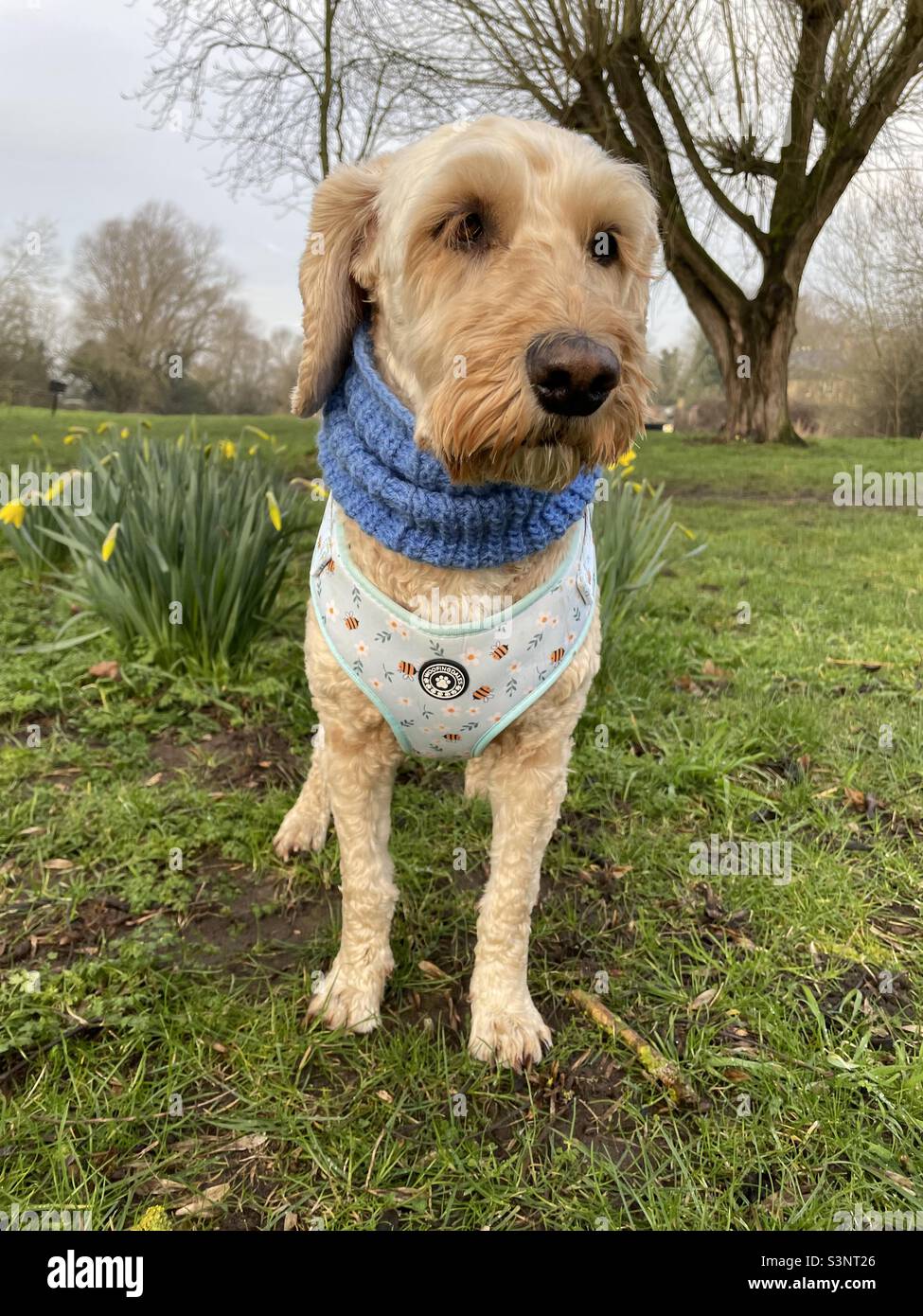 Buzz Reynolds Cockapoo dog springtime Stock Photo