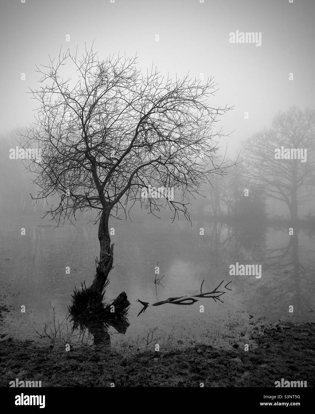 Misty view of a tree by a lake. Welsh Newton Common, Herefordshire. - Smartphone Captured Stock Image
