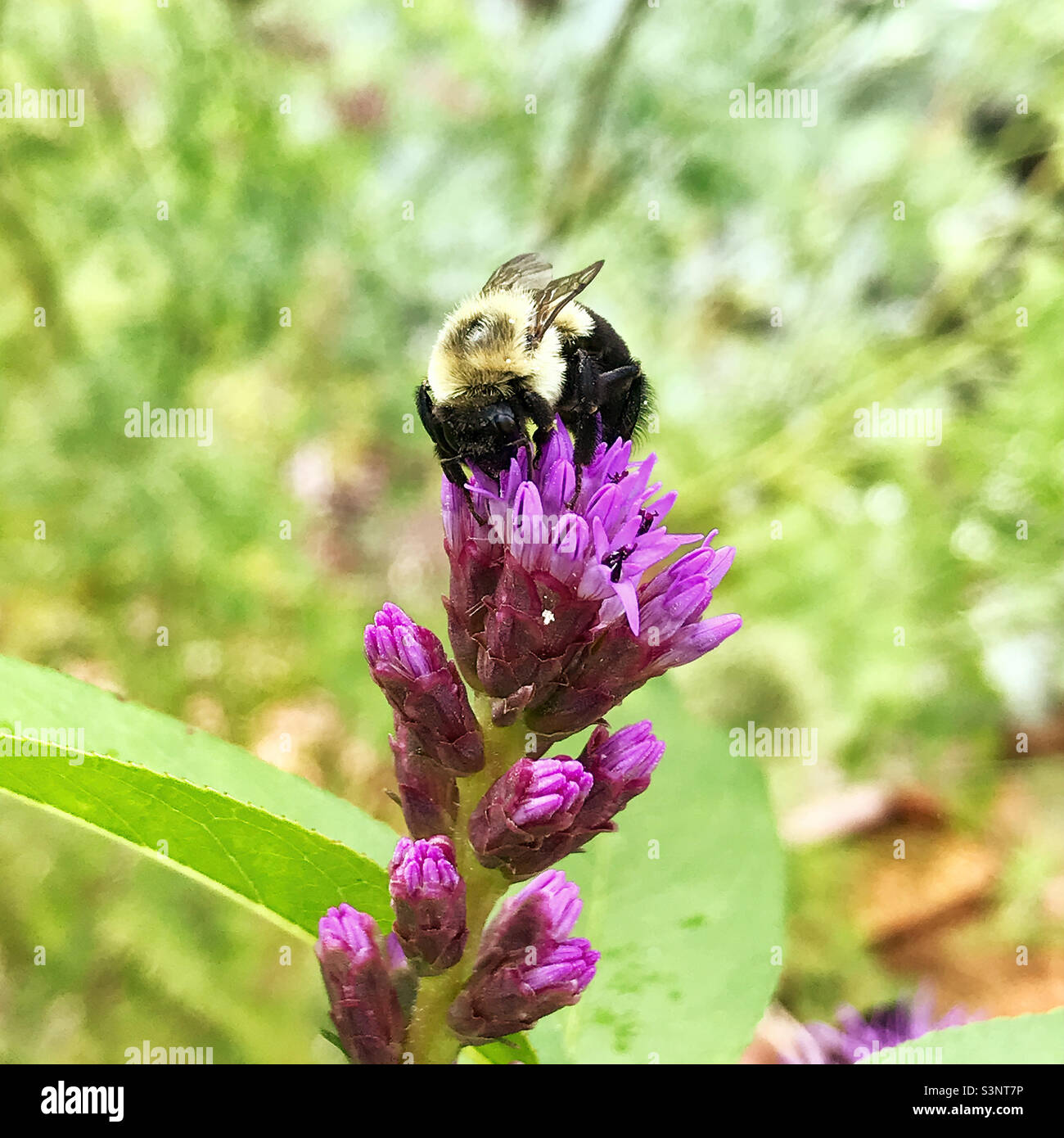 Bee pollinating a purple Liatris flower blossom. Stock Photo
