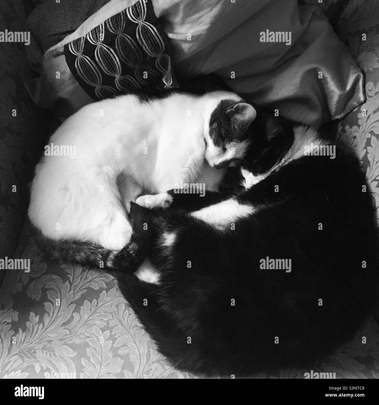 Cat cuddle Stock Photo
