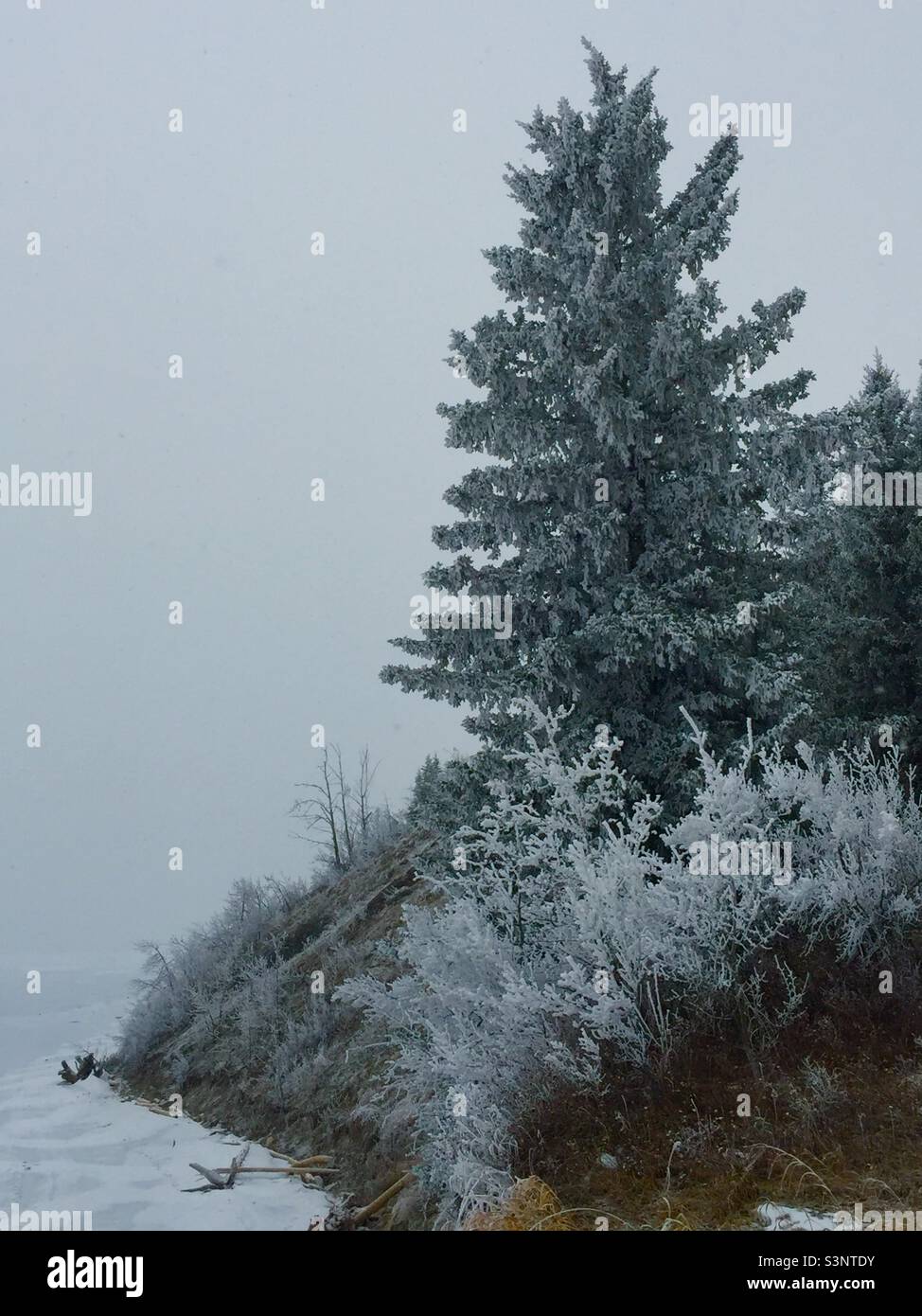 Hoar frost, Ghost Lake Provincial Recreation Park, evergreen, trees, wilderness, wilds, snow, ice, winter - Smartphone Captured Stock Image