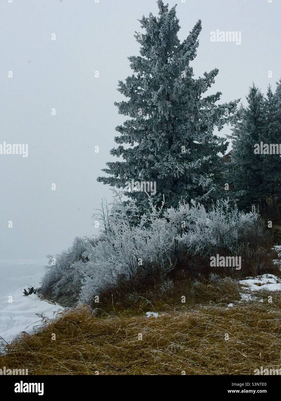 Hoar frost, Ghost Lake Provincial Recreation Park, evergreen, trees, wilderness, wilds, snow, ice, winter - Smartphone Captured Stock Image