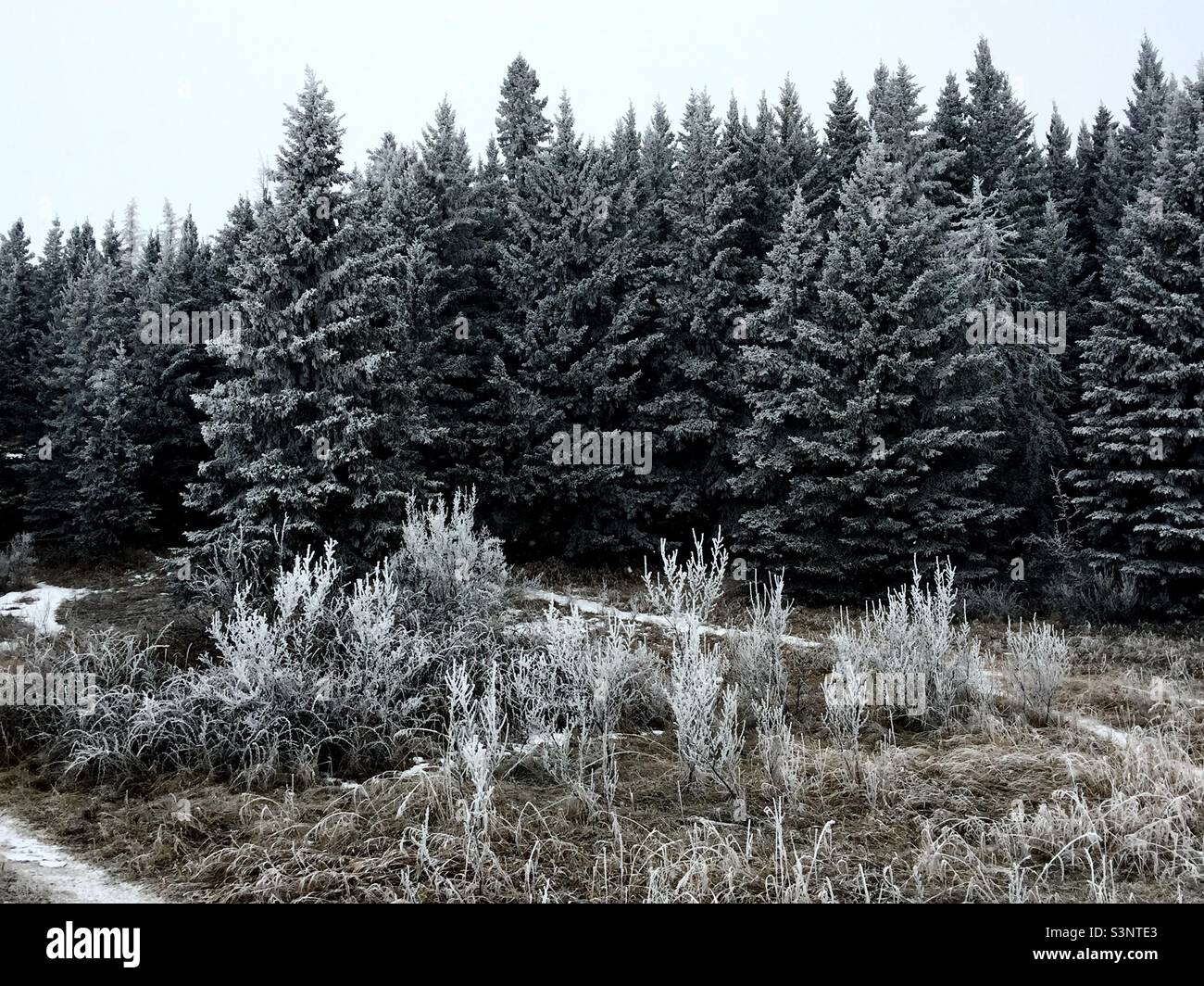 Hoar frost, Ghost Lake Provincial Recreation Park, evergreen, trees, wilderness, wilds, snow, ice, winter, grass - Smartphone Captured Stock Image