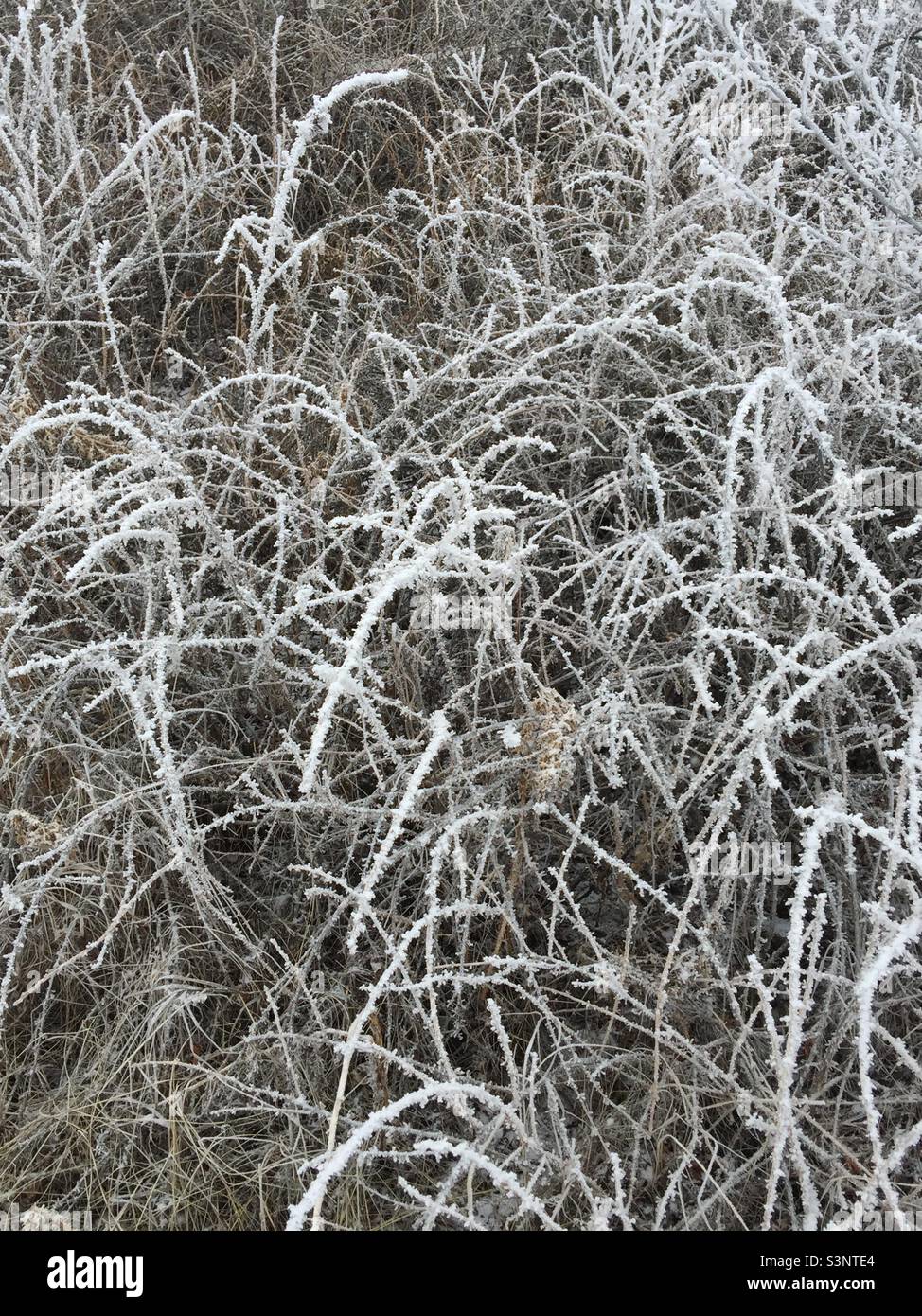 Hoar frost, Ghost Lake Provincial Recreation Park, evergreen, trees, wilderness, wilds, snow, ice, winter, grass - Smartphone Captured Stock Image