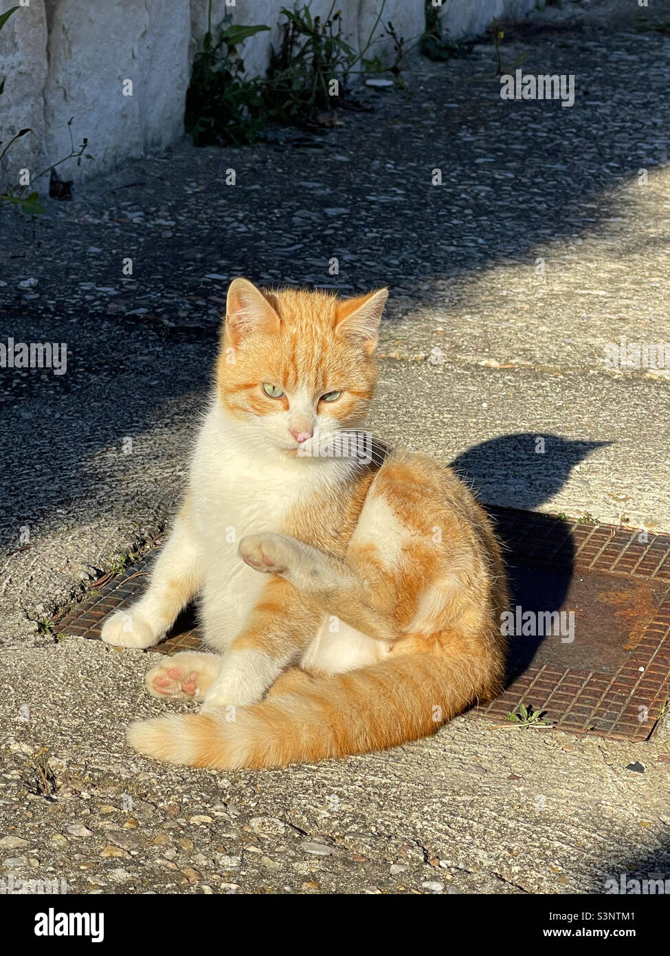 Tabby and white kitten sitting. - Smartphone Captured Stock Image