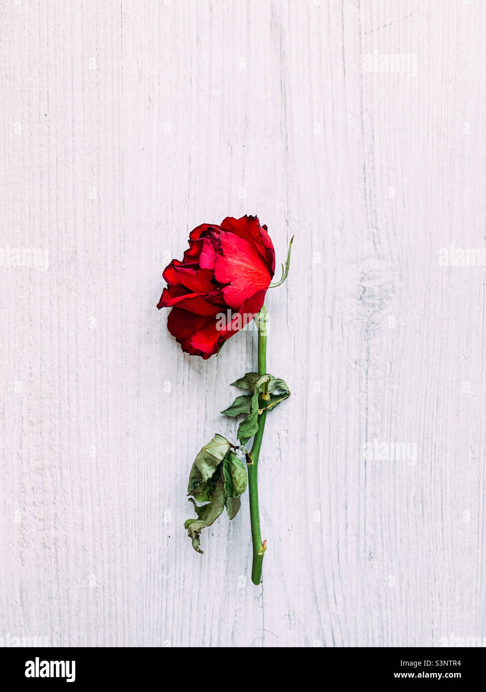 Dead red rose Stock Photo Alamy
