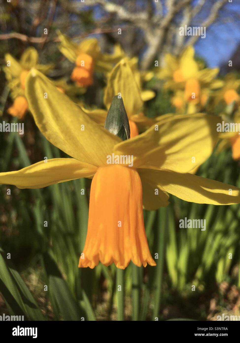 Daffodils, yellow, golden, green, sky, blue sky, trees, field, spring, nature, beauty Stock Photo
