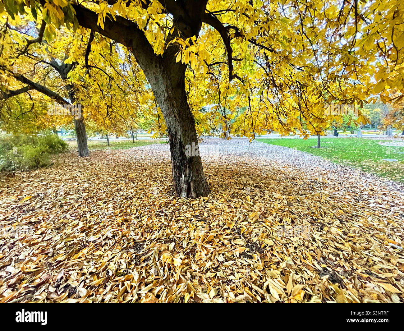 Autumn. El Retiro Park, Madrid, Spain - Smartphone Captured Stock Image
