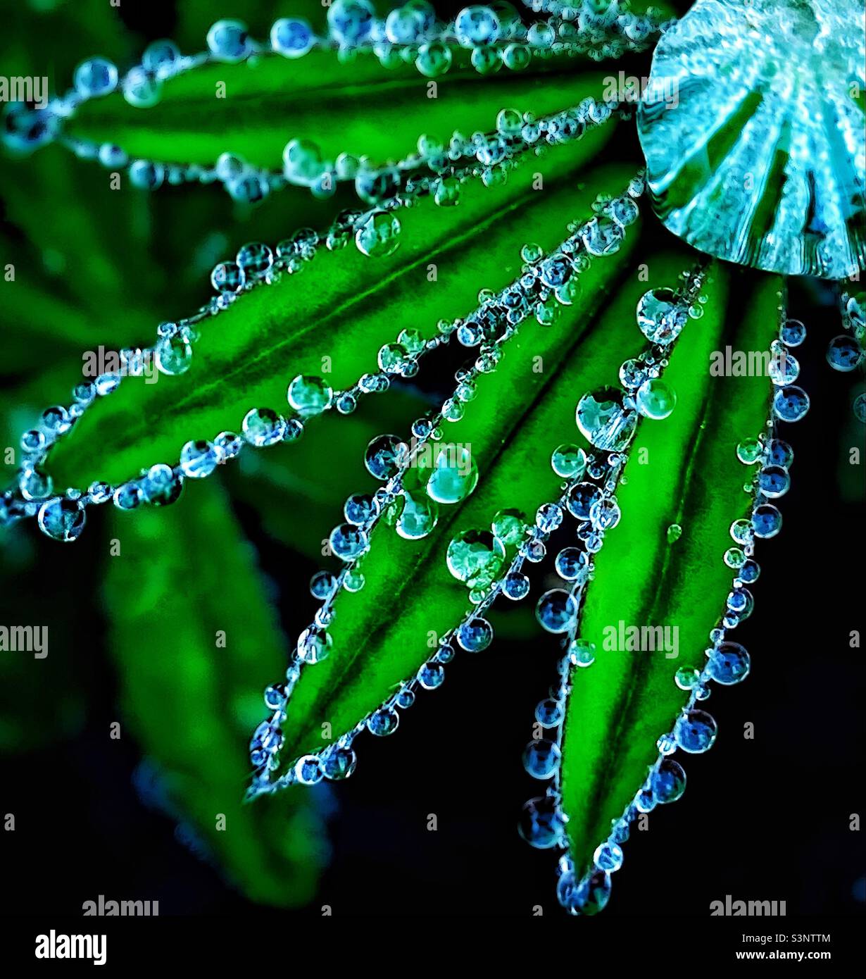 Rain droplets on Lupin leaves. Stock Photo