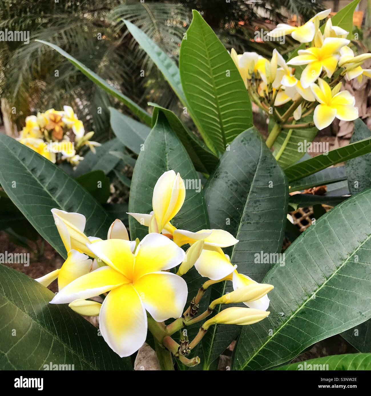 Aka frangipani hires stock photography and images Alamy