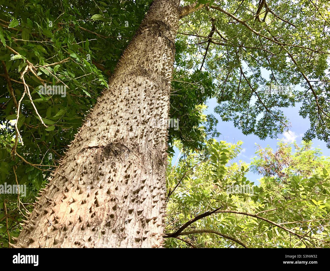 Ceiba Speciosa tree Stock Photo
