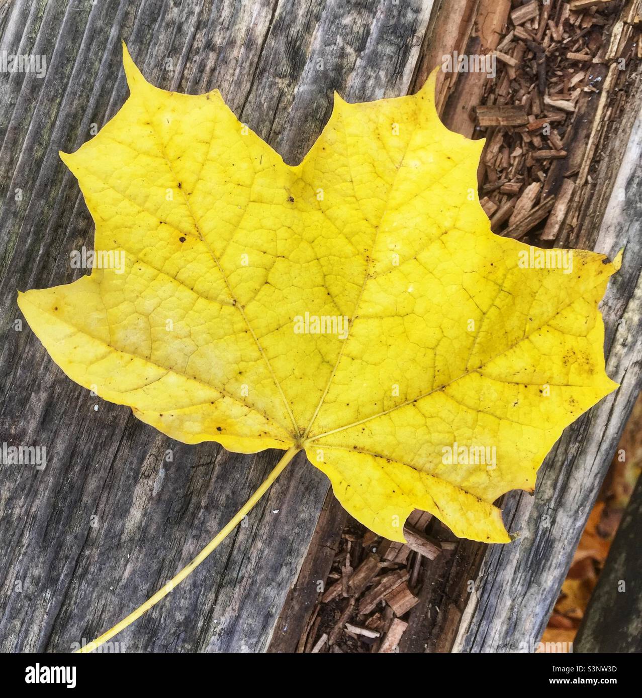 Autumn colour; a yellow sycamore leaf on a partly rotten piece of wood - Smartphone Captured Stock Image
