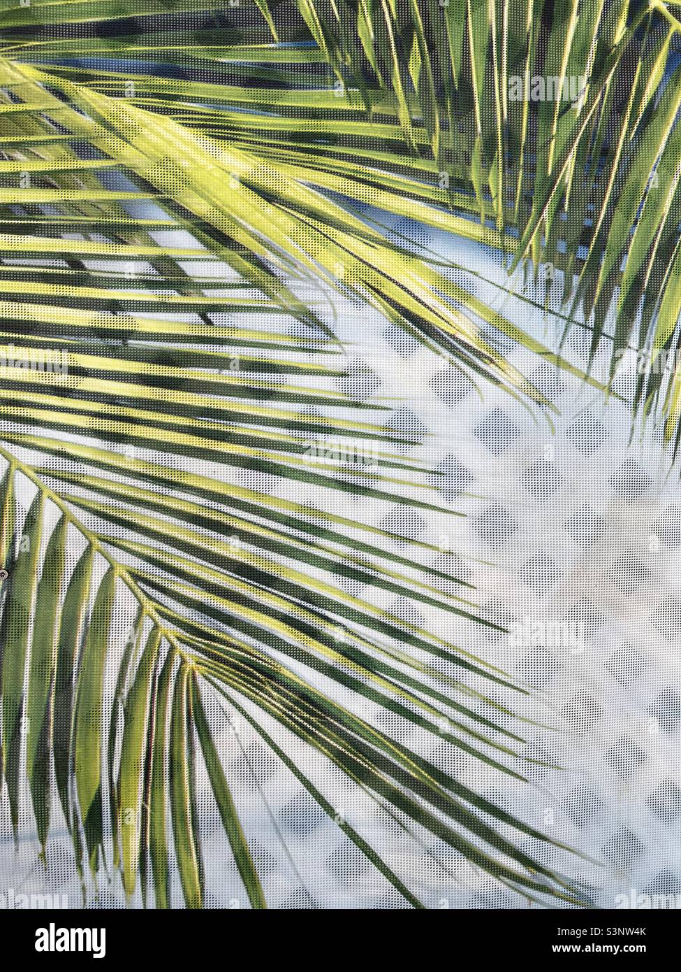 Palm tree on white background - Smartphone Captured Stock Image