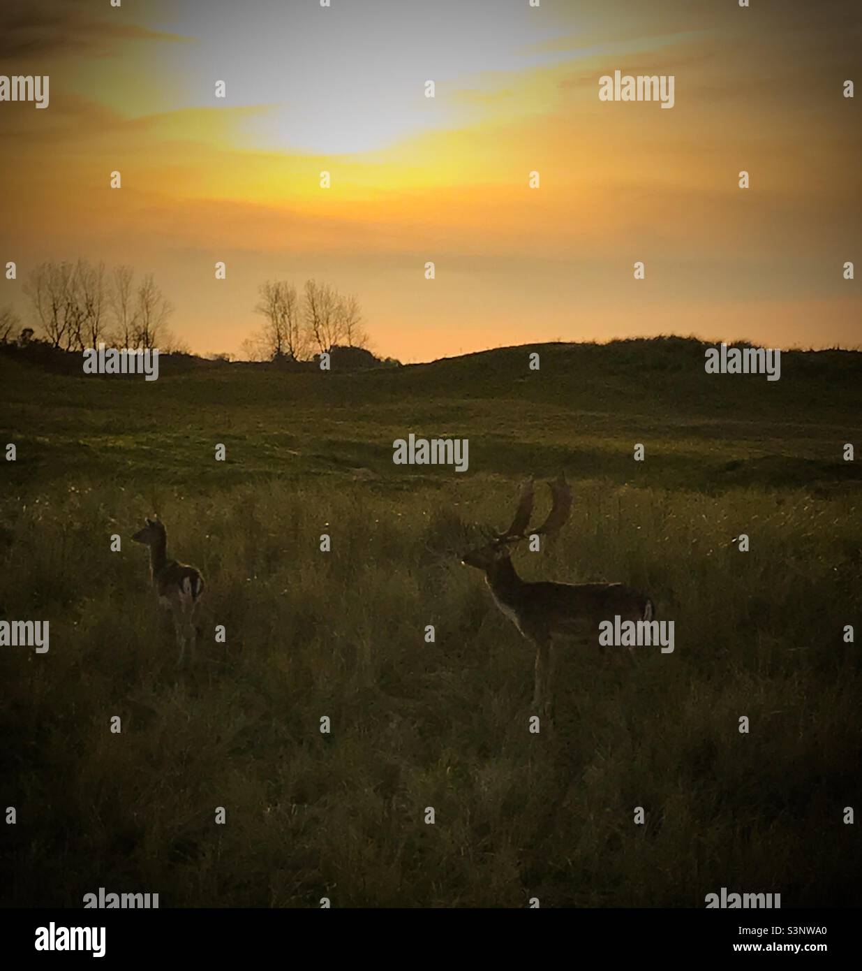 Sunset and deers in the dunes park- Zandvoord Stock Photo