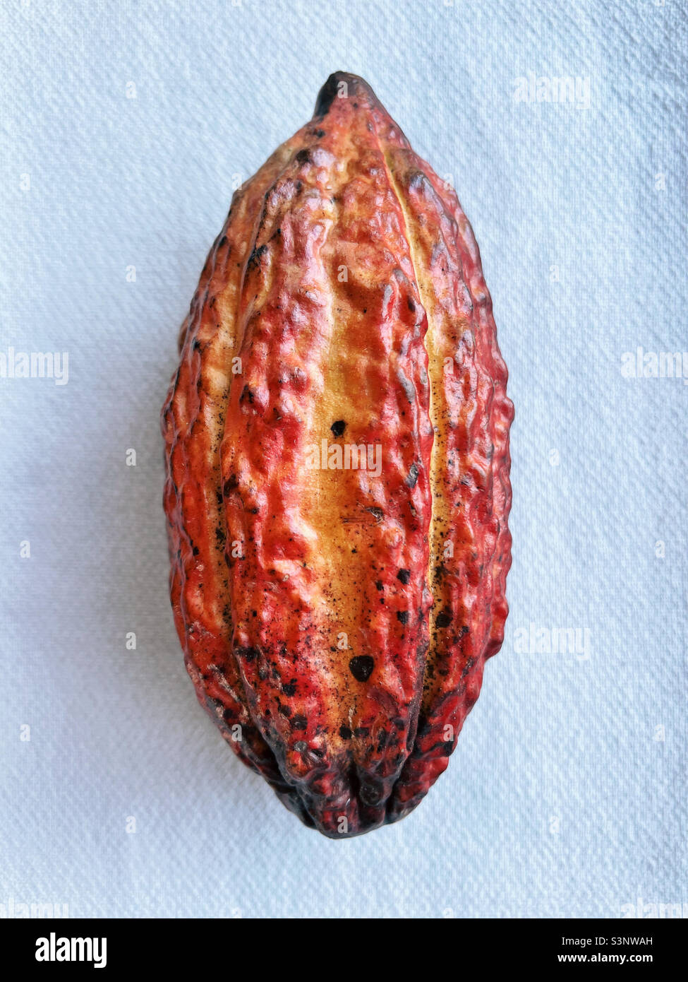 Outside of a cacao pod. Stock Photo