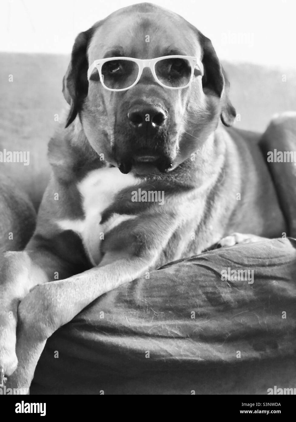 Black and white doggie in glasses Stock Photo
