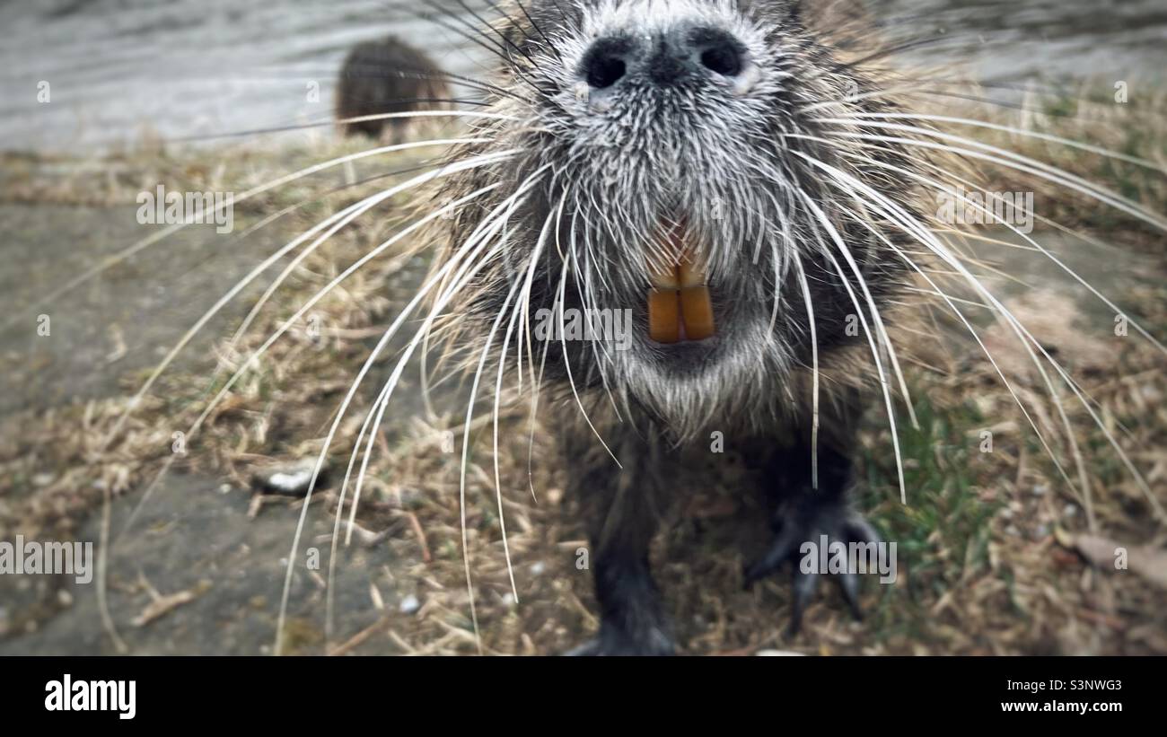 A close up of a Nutria Next to the River Elbe in Germany Stock Photo