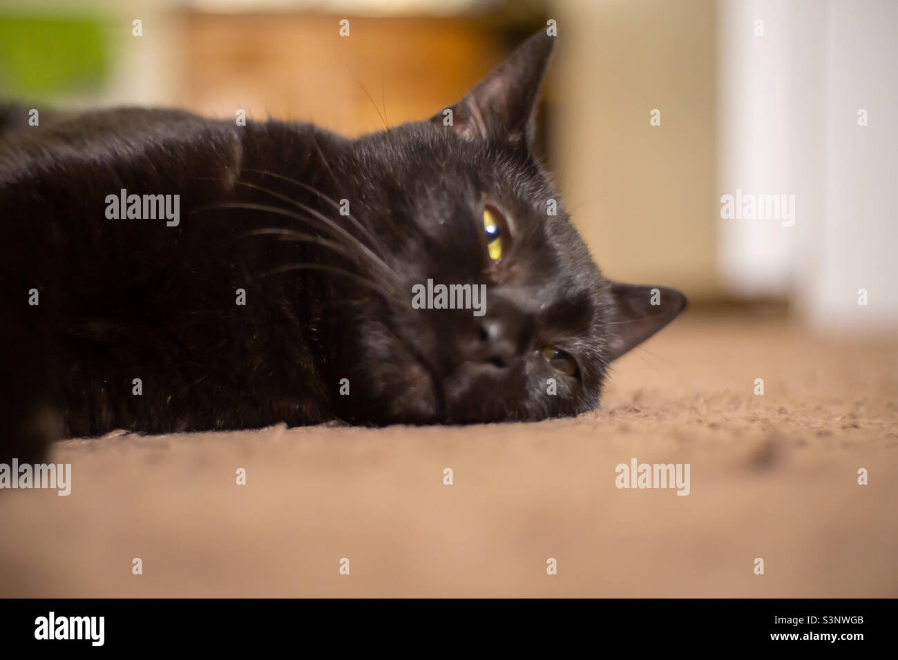 Black Cat Lays On Floor Smiling Stock Photo Alamy